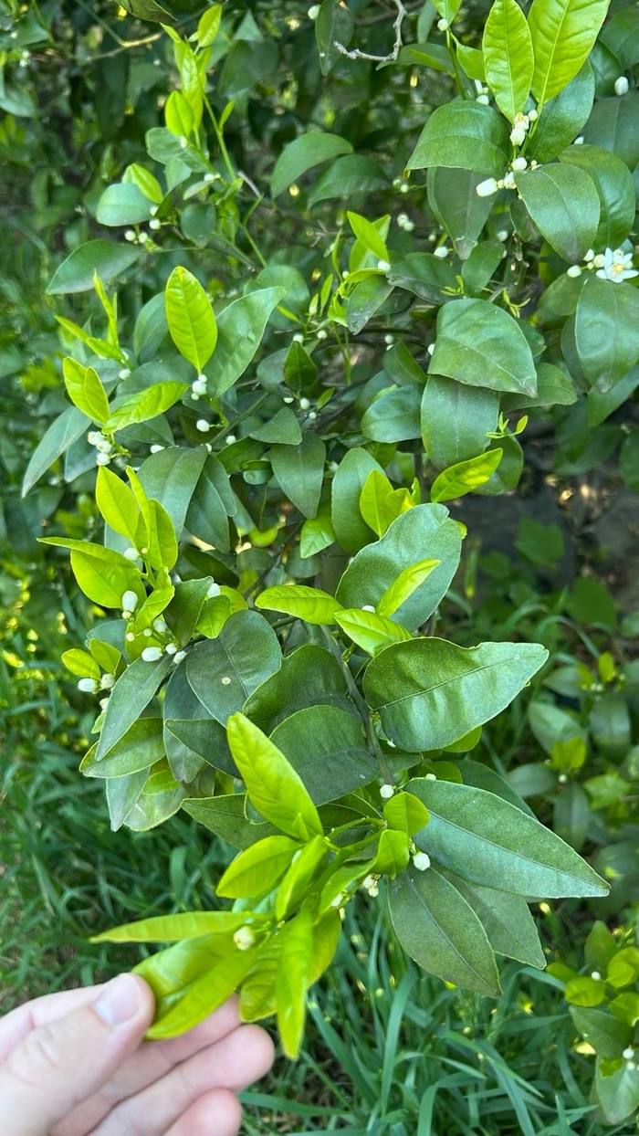 Rama de mandarino var. Tango en flor