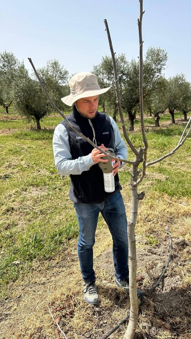 Enrique Jorda trabajando en un frutal joven